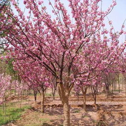 供应日本樱花,日本樱花苗木,广东日本樱花