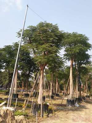 【福建漳州基地直销袋苗移植凤凰木,厦门凤凰木开花】绿化苗木,价格,厂家,供应商,花木,漳浦县闽龙花卉种植园 - 产品库