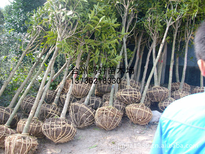 供应绿化苗木--丹桂桂花 浙江台州鸿轩苗木_供应产品_台州市黄岩鸿轩苗木场