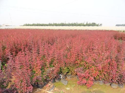 山东绿化苗木种植基地