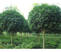【苗圃直销彩叶草彩叶草种子供应各种多年生草本植物量大从优】沭阳县妙弋园林绿化苗木场 - 产品库