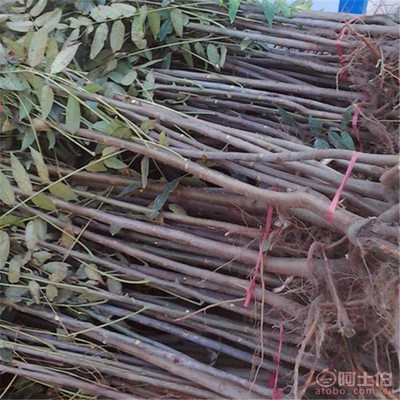 【山东香椿树优质香椿树批发山东红油香椿树基地批发果树木】泰安开发区千睿苗木中心 - 产品库