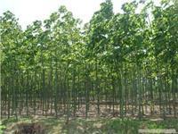 找上海苗木-上海苗木批发-上海苗木价格-上海苗木基地的上海红叶李苗木供应-上海红叶李苗木供应、上海红叶李苗木供应价格、上海红叶李苗木供应网价格、图片、详情,上一比多_一比多产品库