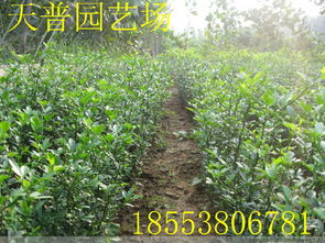 山东枸橘苗1 3年 量大批发价格 厂家 图片