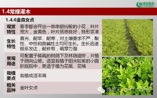 绿城集团园林软景苗木图谱 全套