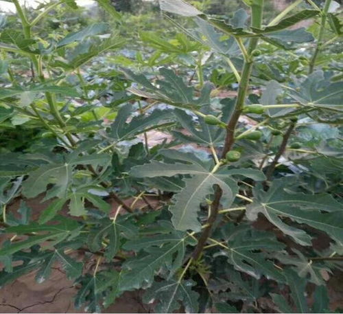 兴安玛依斯陶芬无花果树苗基地 煜烁苗木