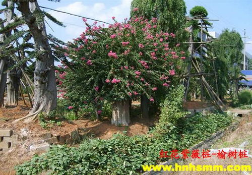 湖南苗圃 紫薇产品大图 湖南恒升园林绿化苗圃