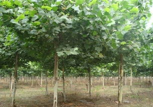 河北法桐苗木基地——优质苗木的摇篮