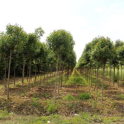 苗木人注意了，这才是苗木施肥的正确方法