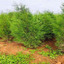 山东特选绿化苗木基地 1米与2米容器侧柏价格及选购指南