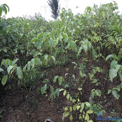 温185核桃苗 郑优新品种，泰安旺运苗木中心专业供应