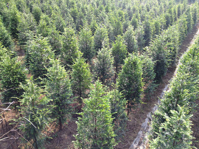 红豆杉苗木介绍 东安县恒信苗木种植农民专业合作社