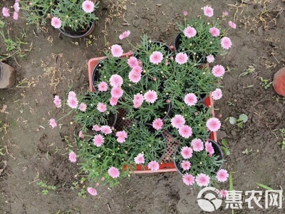玛格丽特花苗木基地直销 高品质工程苗，私享优惠报价