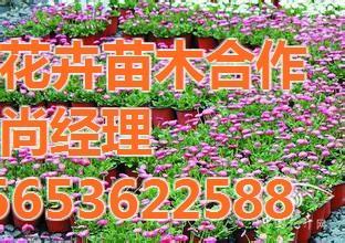 芳青花卉苗木 园林常用宿根花卉的优质供应商