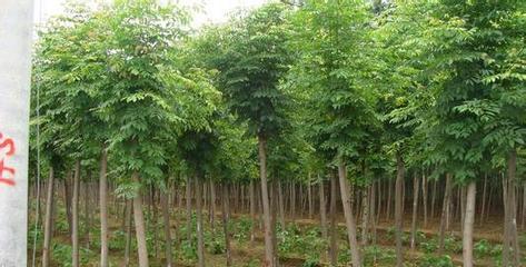 白蜡及其他常见苗木的栽培与应用