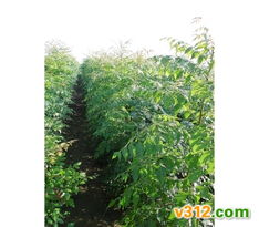 绿化苗木的选择与养护要点