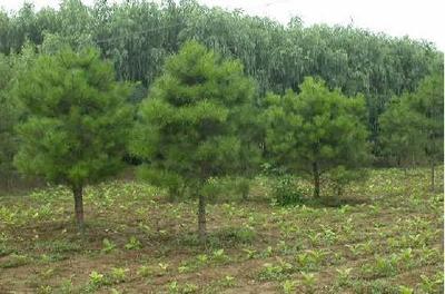 苗木行业或将迎来“黄金十年”发展机遇