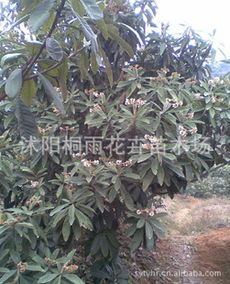 低价供应枇杷种子，价格优惠，量大从优