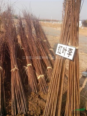 江苏茂之森园林绿化苗木基地 匠心培育绿色未来