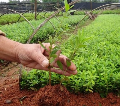 金秋移栽正当时 为什么秋季苗木成活率远胜春季？