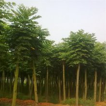 栾树市场价格与黄山栾特性解析——聚焦8-15公分规格及南京浦口天昱生态苗木场供应