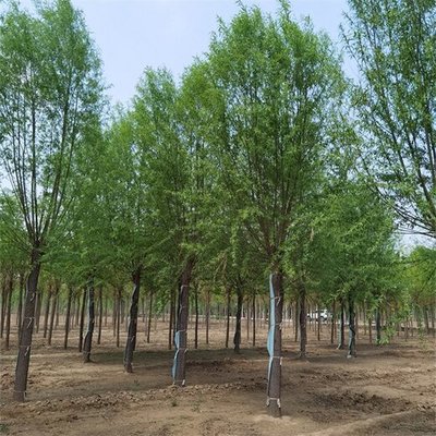 28公分旱柳与馒头柳苗木市场价格分析与选购指南