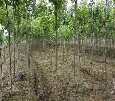 生态苗 苗木行业的下一个风口，你准备好了吗？