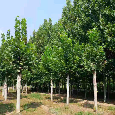 大量出售国槐树苗 济宁国槐供应商 国槐苗木 规格齐全 苗木国槐图片_高清图_细节图-济宁市任城区继元苗木种植基地