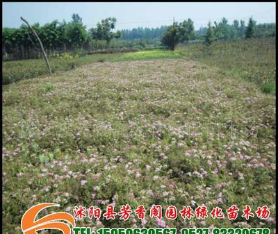 基地直销花灌木品种红花绣线菊价格低廉(图)