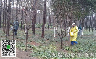 春季苗木种植需要注意什么