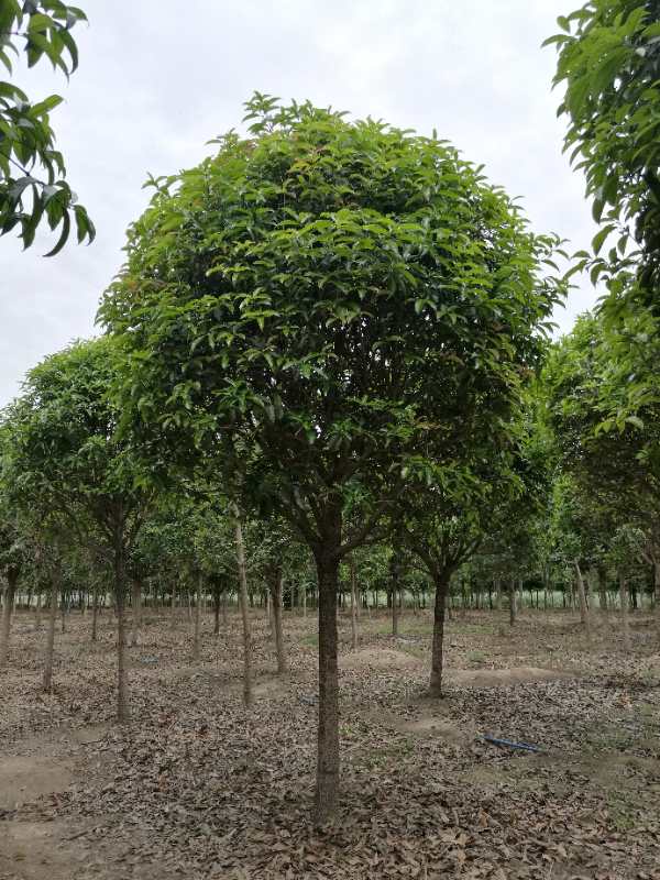 【八月桂种植基地批发价出售】- 
