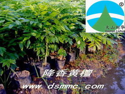 花木商情图片浏览