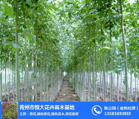 合胜花卉苗木 山东绿化苗木的卓越选择