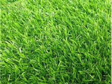 郴州市苏仙区湘绿草皮苗木基地产品展示