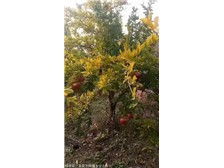 绛县森之泉苗木种植专业合作社 优质苗木，绿色生态的守护者