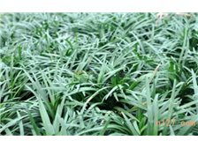 郴州市苏仙区宏达草皮苗木基地 苗木产品展示