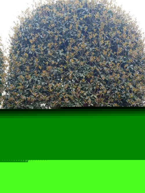 八月桂高分支产地直销 工程绿化苗木的优质选择