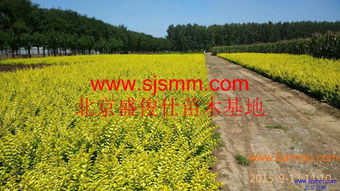 北京通州300亩苗圃 大量供应金叶女贞及30余种苗木，专业承接各类绿化工程