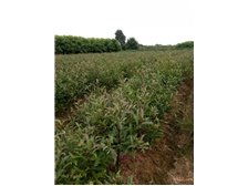 南县鸿亨苗木种植专业合作社 为您呈现优质苗木产品