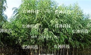 北京竹柳(速生柳)种苗及插条