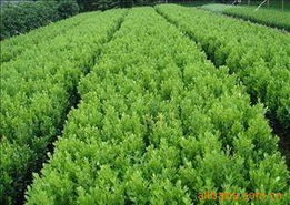 沭阳县长乐绿化苗木场 苗木绿化与动物毛鬃产品全览