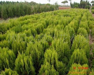 灌木与绿化苗木供应 品种、价格与选购指南