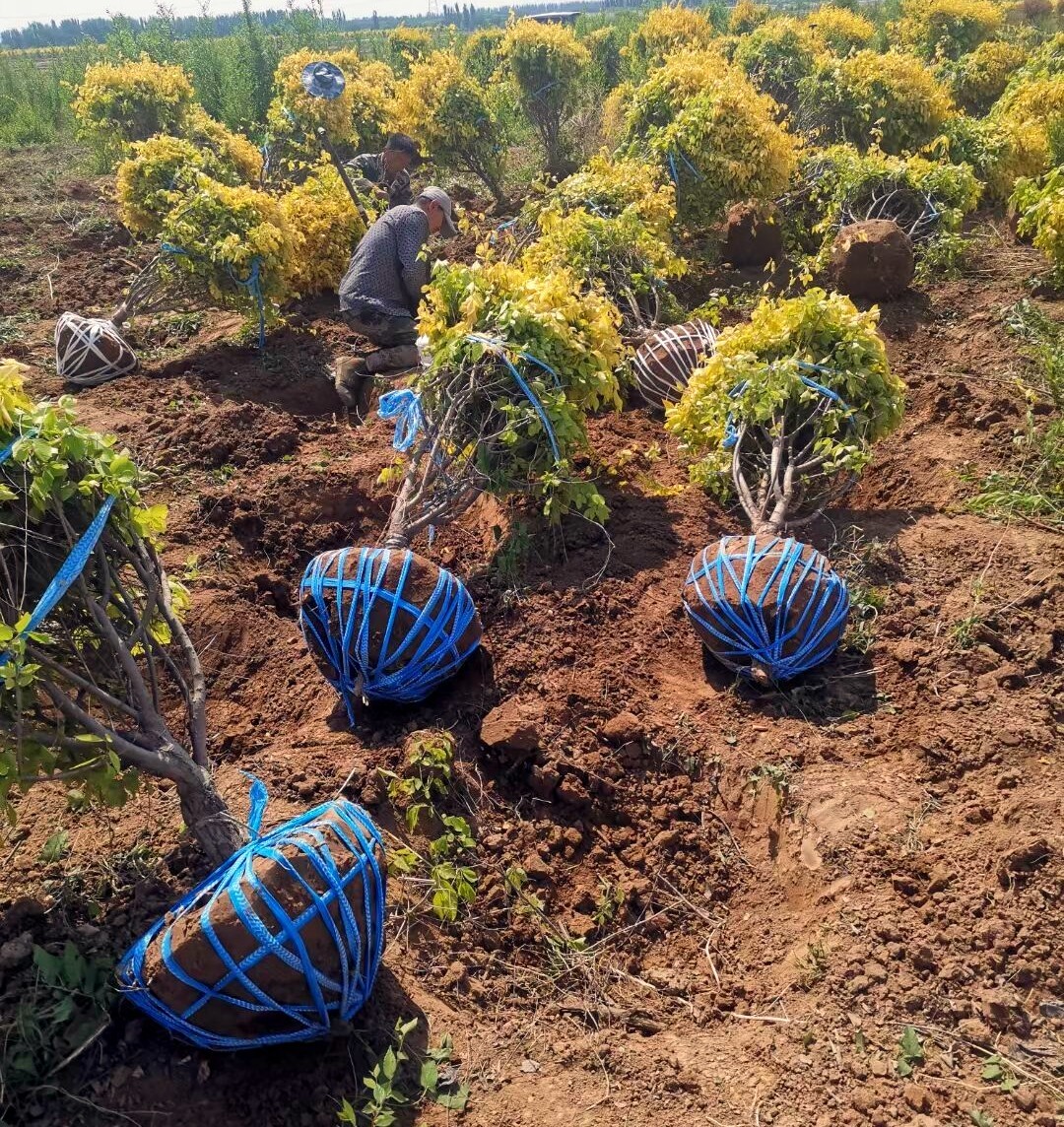 宁夏锦润生态建设苗木销售中心 - 专业苗木供应商