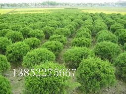 黄杨、地柏、龙柏球与海桐球种子苗木 常见苗木的培育与用途