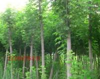 复叶槭 观赏、绿化的优良树种全解析